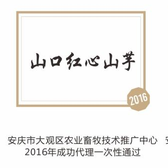 山口红心山芋